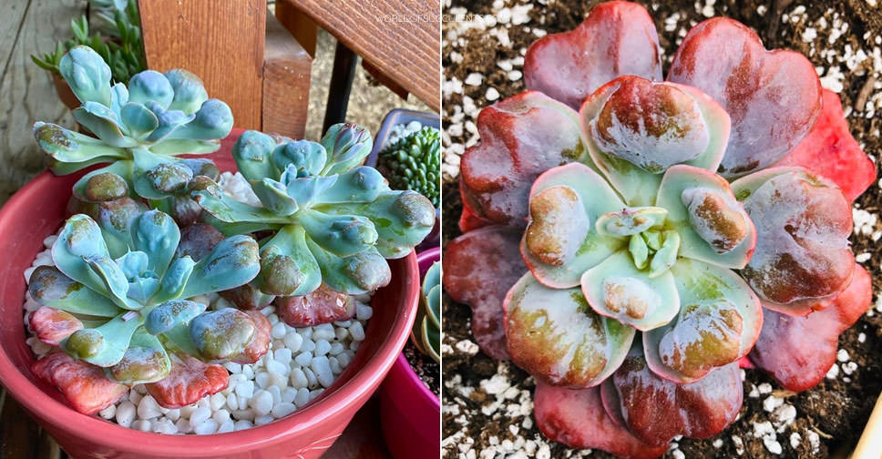 Echeveria 'Heart's Delight' World of Succulents