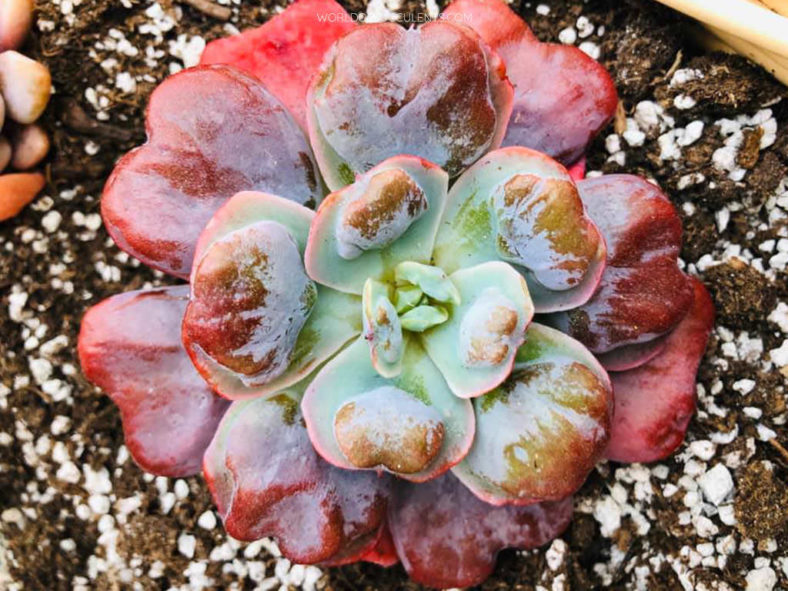 Echeveria 'Heart's Delight' World of Succulents