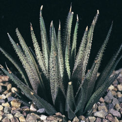 Haworthia variegata