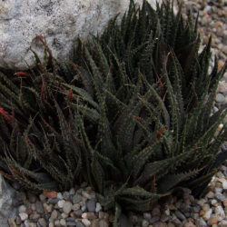 Haworthia variegata