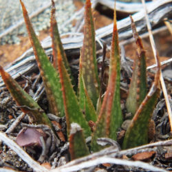 Haworthia variegata