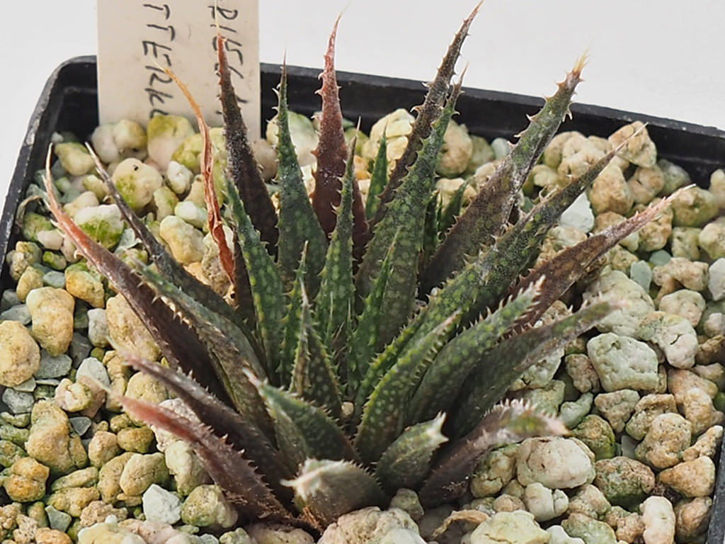 Haworthia variegata