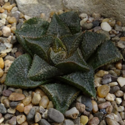 Haworthiopsis koelmaniorum var. mcmurtryi