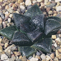 Haworthiopsis koelmaniorum var. mcmurtryi