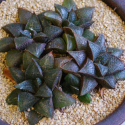 Haworthiopsis koelmaniorum var. mcmurtryi
