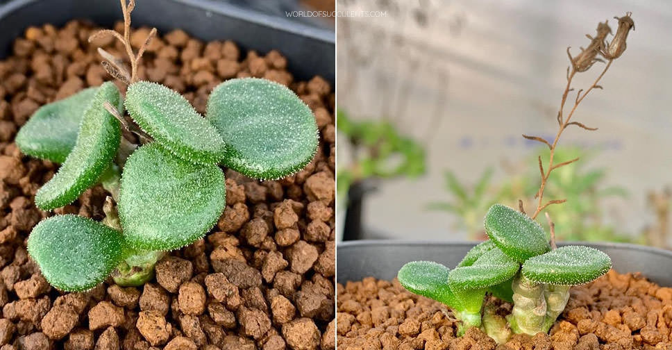 Tylecodon pusillus - World of Succulents