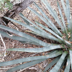 Agave aktites (Coastal Agave)