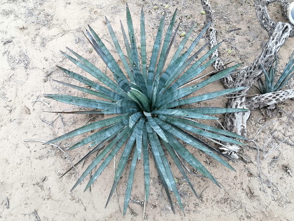 Agave aktites (Coastal Agave)