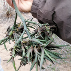 Agave aktites (Coastal Agave)