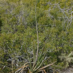 Agave aktites (Coastal Agave)