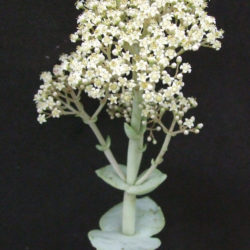 Crassula badspoortensis