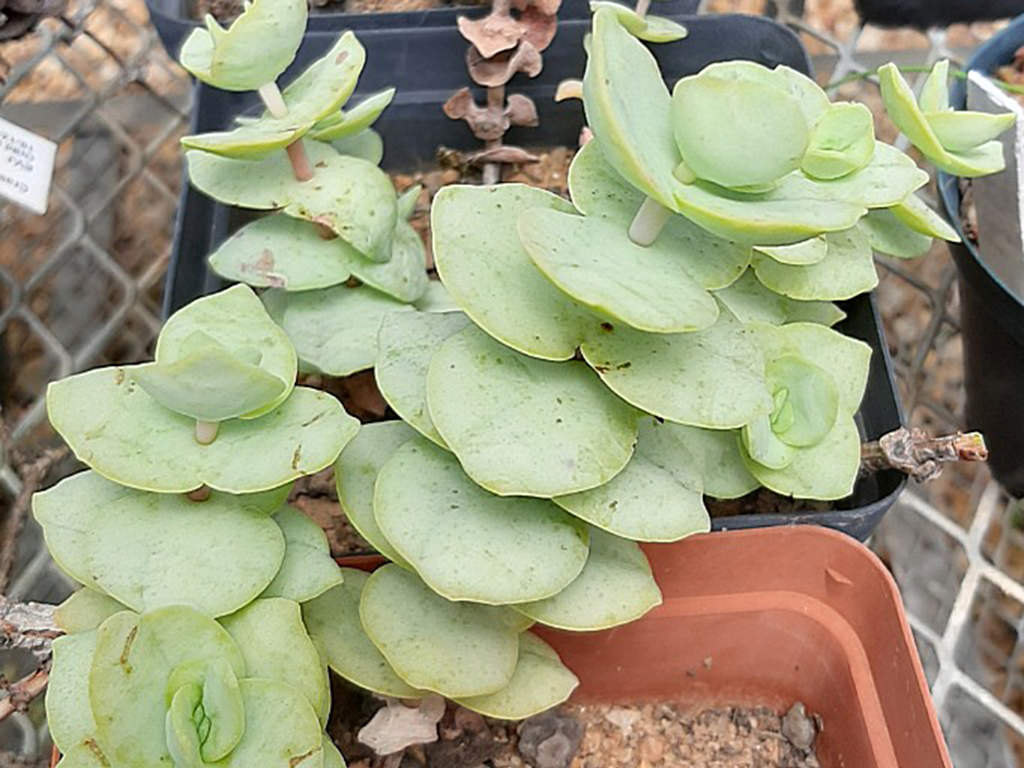 Crassula badspoortensis