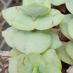 Crassula badspoortensis