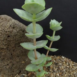 Crassula badspoortensis
