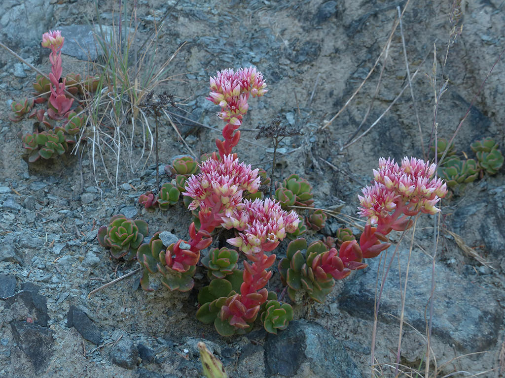 Sedum laxum (Roseflower Stonecrop)