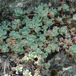 Sedum laxum (Roseflower Stonecrop)