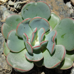 Sedum laxum (Roseflower Stonecrop)