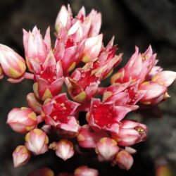 Sedum laxum (Roseflower Stonecrop)