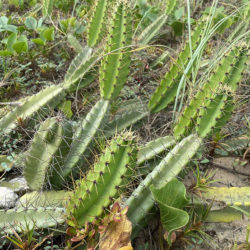 Cereus fernambucensis aka Cereus fernambuscensis or Cereus pernambucensis