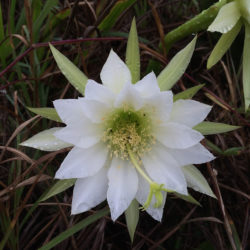 Cereus fernambucensis aka Cereus fernambuscensis or Cereus pernambucensis