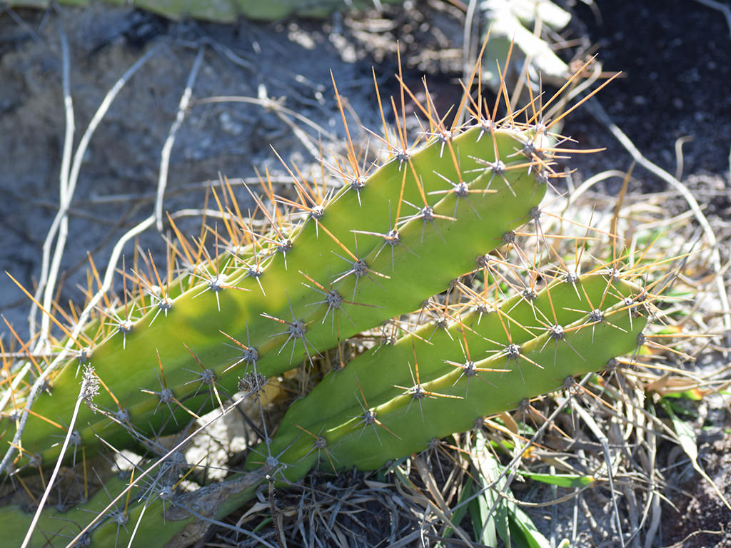 Cereus fernambucensis aka Cereus fernambuscensis or Cereus pernambucensis