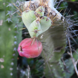 Cereus fernambucensis aka Cereus fernambuscensis or Cereus pernambucensis
