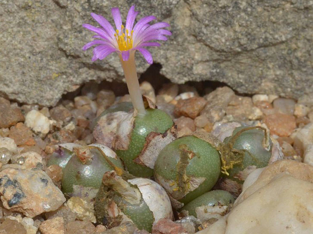 Conophytum brunneum