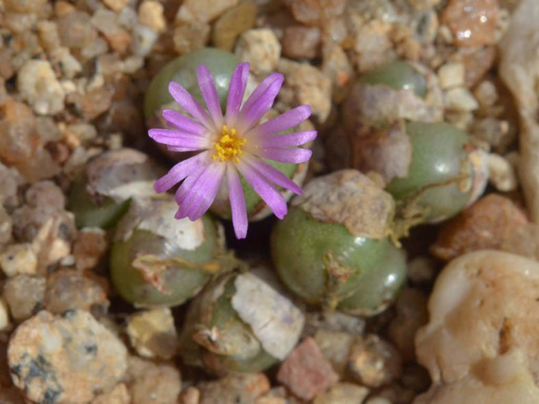 Conophytum brunneum