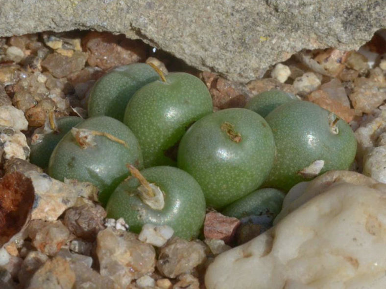 Conophytum brunneum