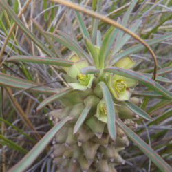 Euphorbia clandestina (Ostrich Neck)