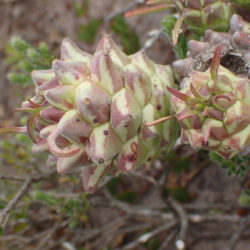 Euphorbia clandestina (Ostrich Neck)