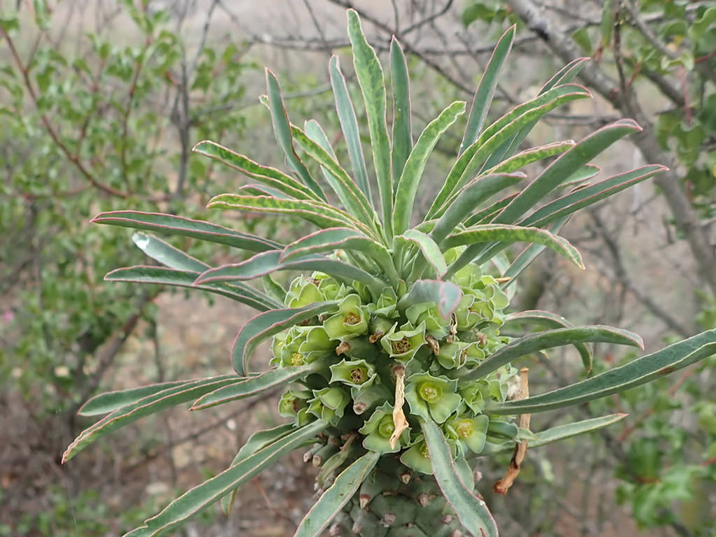 Euphorbia clandestina (Ostrich Neck)