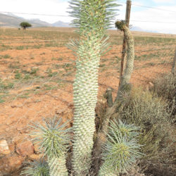 Euphorbia clandestina (Ostrich Neck)