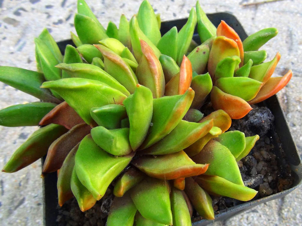 Haworthiopsis scabra var. starkiana aka Haworthia scabra var. starkiana or Haworthia starkiana