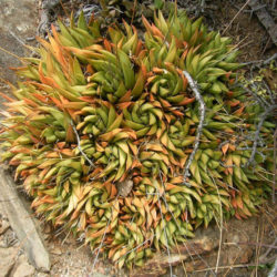 Haworthiopsis scabra var. starkiana aka Haworthia scabra var. starkiana or Haworthia starkiana