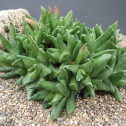 Haworthiopsis scabra var. starkiana aka Haworthia scabra var. starkiana or Haworthia starkiana