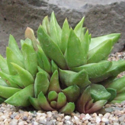 Haworthiopsis scabra var. starkiana aka Haworthia scabra var. starkiana or Haworthia starkiana