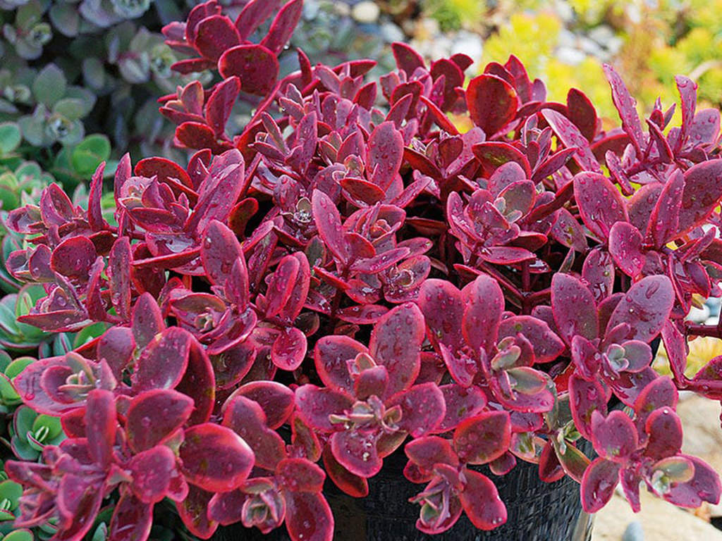 Hylotelephium 'Wildfire' aka Sedum 'Wildfire'