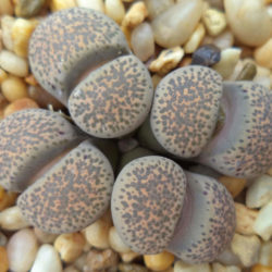 Lithops localis (Local Living Stone)
