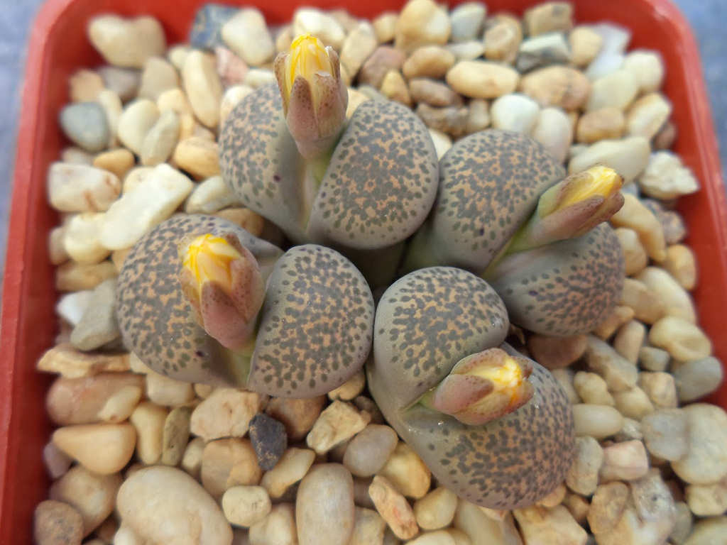 Lithops localis (Local Living Stone)