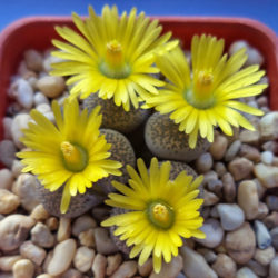 Lithops localis (Local Living Stone)