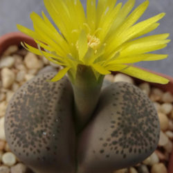 Lithops localis (Local Living Stone)