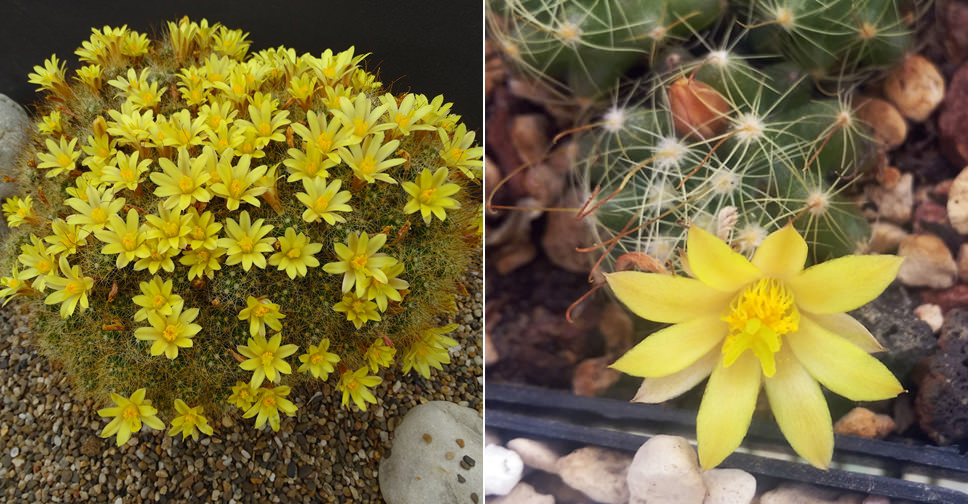 Mammillaria surculosa - World of Succulents