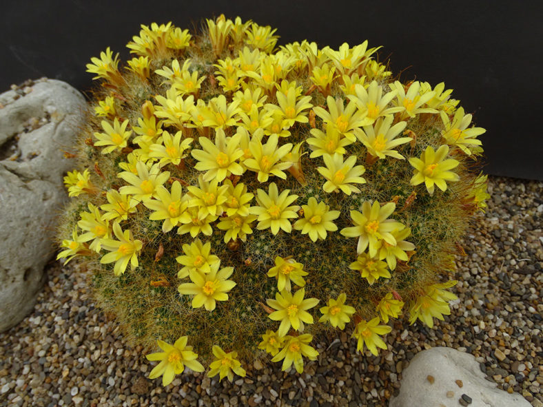 Mammillaria surculosa