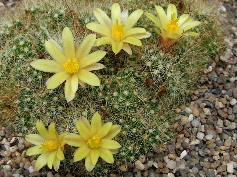 Mammillaria surculosa