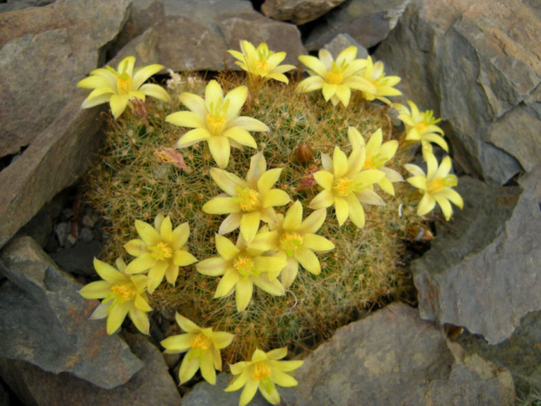 Mammillaria surculosa