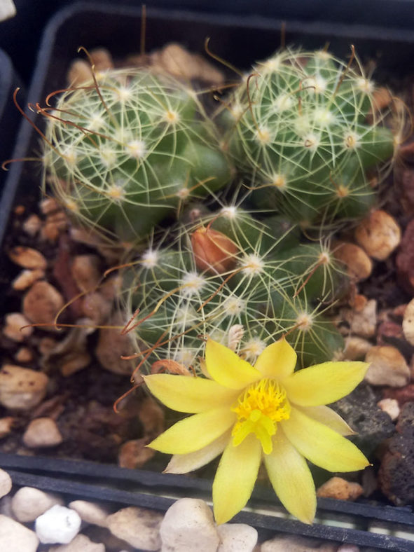 Mammillaria surculosa