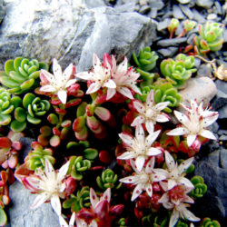 Phedimus stevenianus aka Sedum stevenianum