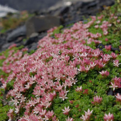 Phedimus stevenianus aka Sedum stevenianum
