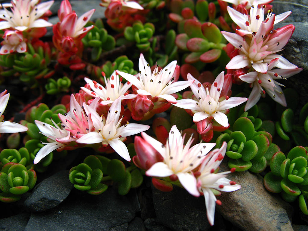 Phedimus stevenianus aka Sedum stevenianum